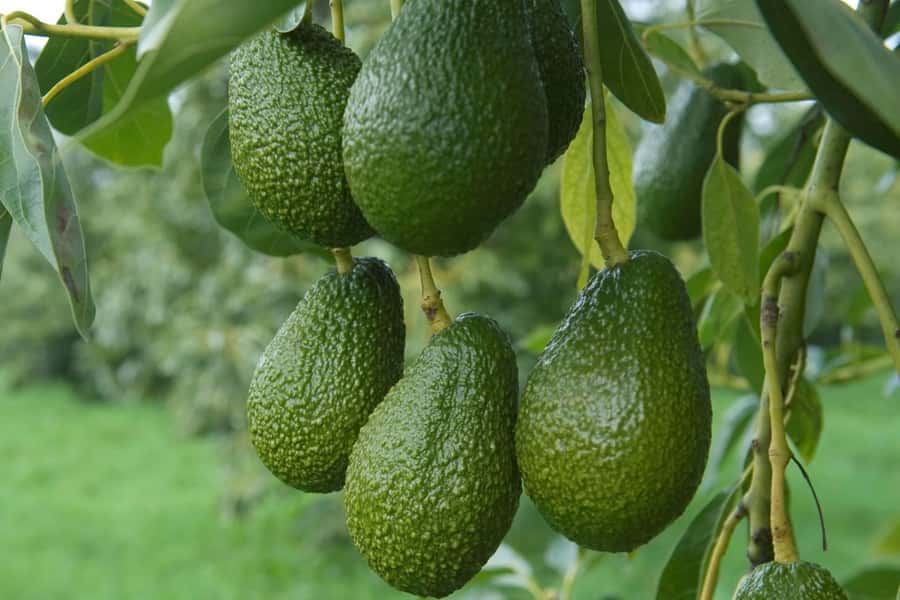 Katikati: Guided Gourmet Avocado Tour - Seasonal picking and the orchard machinery