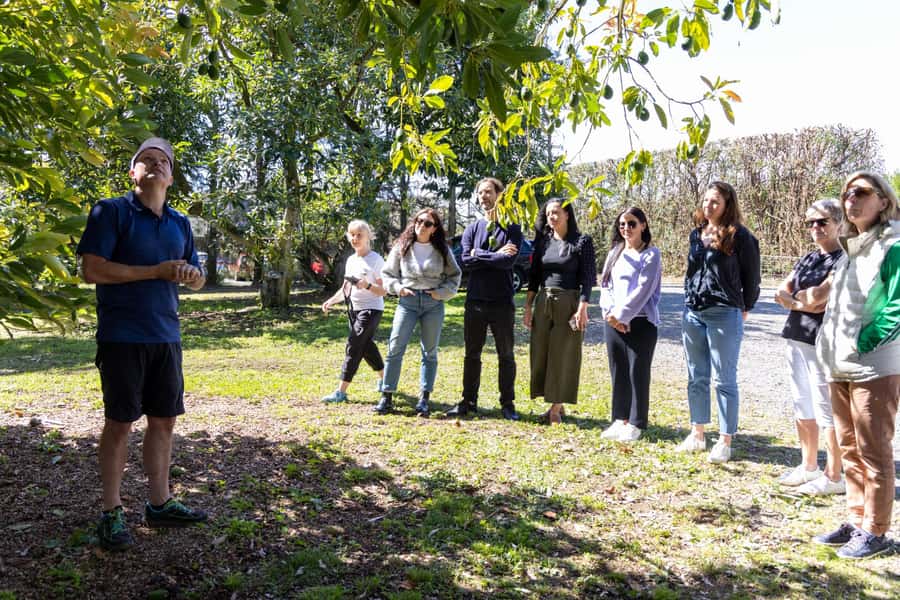 Katikati: Guided Gourmet Avocado Tour - The gourmet avocado tasting