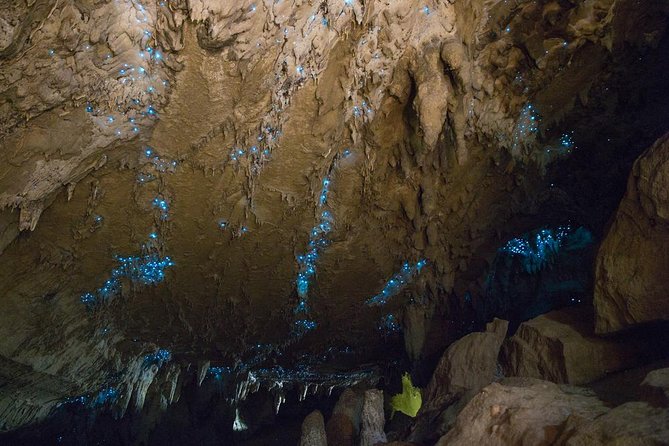 Kawiti Glow Worm Cave Tour & Opua Forest Walk - Why this half-day outing works well