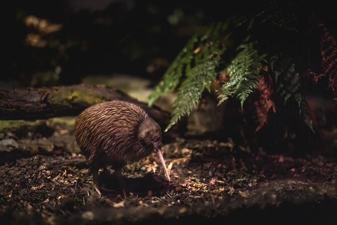 Kiwi Park Queenstown Admission - A quiet wildlife park beside the Queenstown Gondola