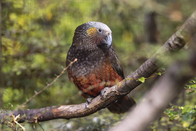 Kiwi Park Queenstown Admission - Conservation work gives the admission more weight
