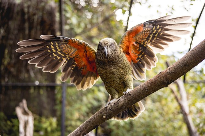 Kiwi Park Queenstown Admission - Meeting a tuatara, New Zealand’s ancient reptile