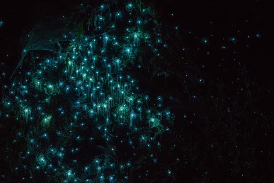 Lake Karapiro: Evening Kayak Glowworm Tour - The twilight paddle across southern Lake Karapiro