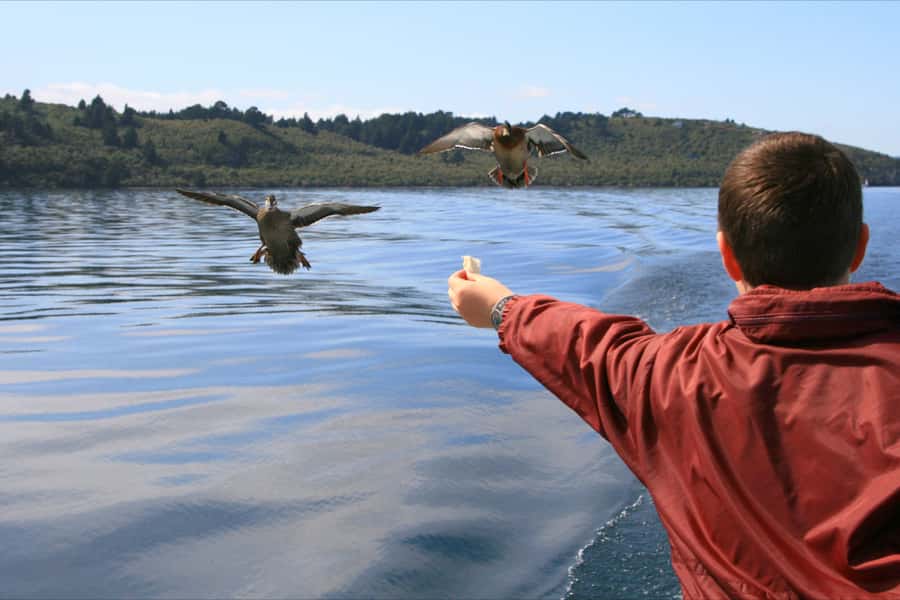 Lake Taupo: 1.5-Hour Māori Rock Carvings Cruise - Leaving Taupō Harbour for a Lake-Sized View