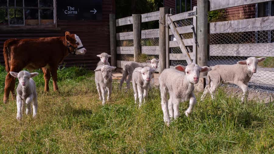 Lake Tekapo: Guided Petting Zoo Visit - The five-minute safety briefing