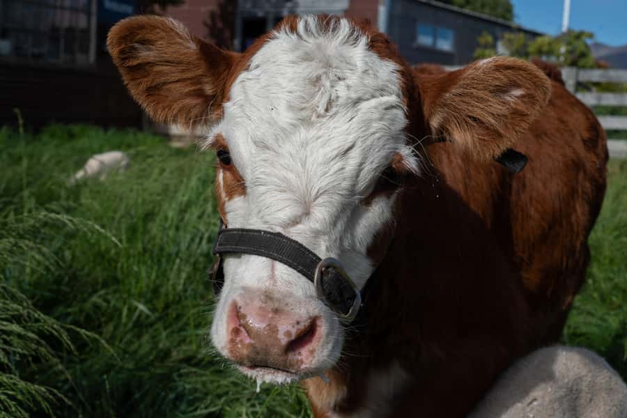 Lake Tekapo: Guided Petting Zoo Visit - Twenty minutes with the animals