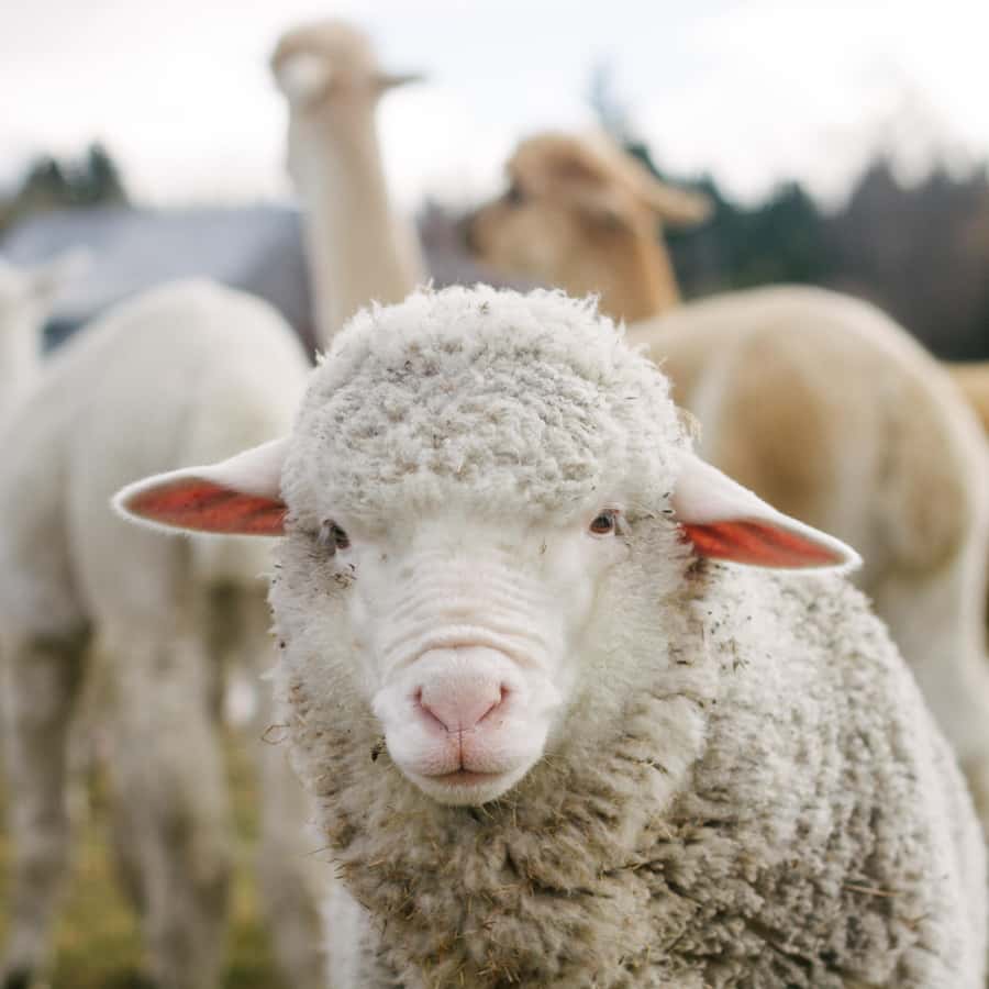 Lake Tekapo: Guided Petting Zoo Visit - Is $11 good value?