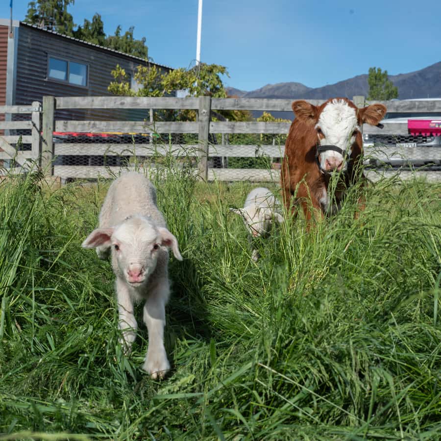 Lake Tekapo: Guided Petting Zoo Visit - Practical details before you go