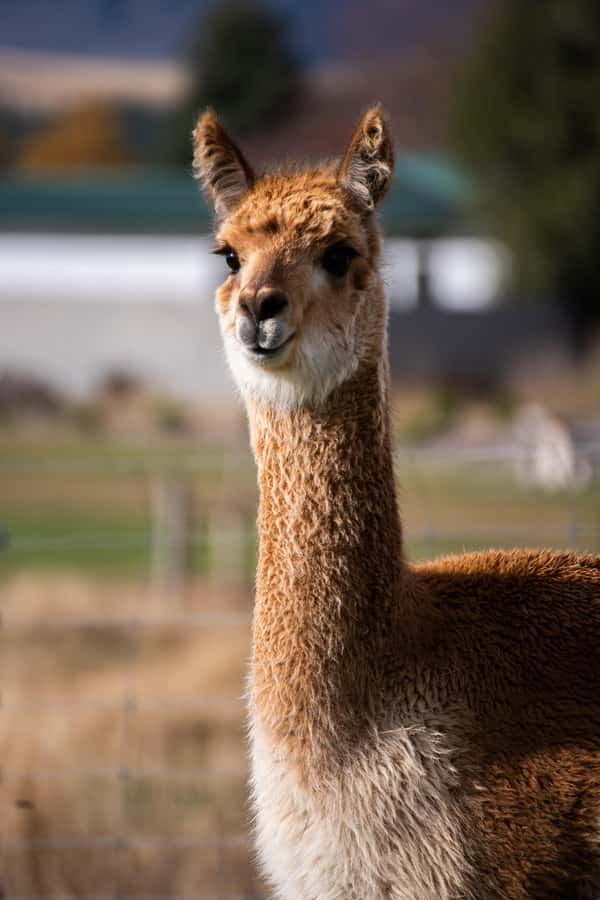 Lake Tekapo: Guided Petting Zoo Visit - Should you book the Lake Tekapo Petting Zoo?