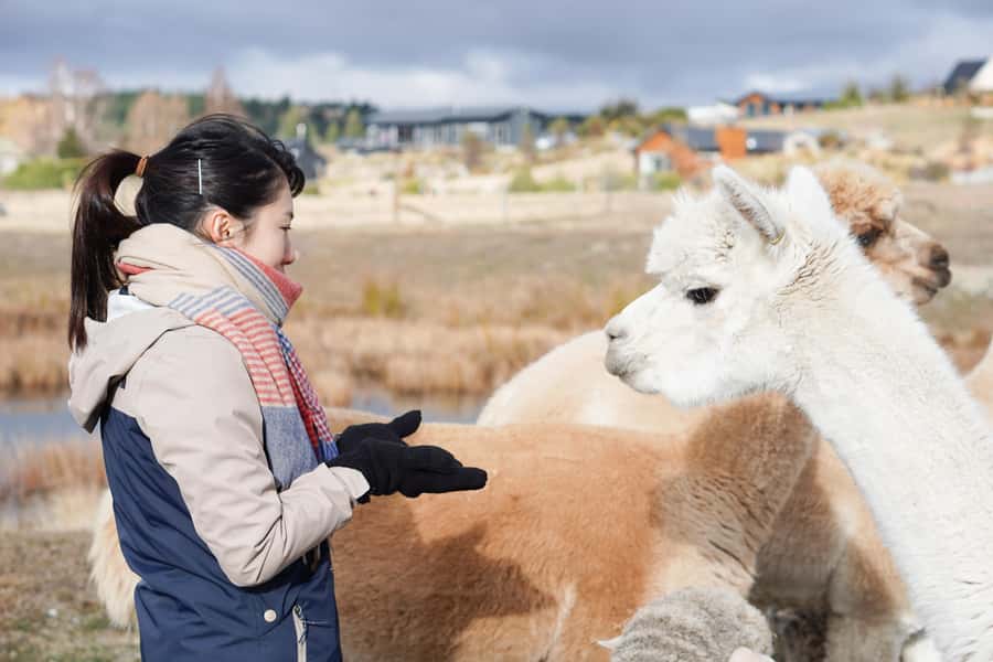 Lake Tekapo High Country Farm Tour (Carbon Positive) - Key points at a glance
