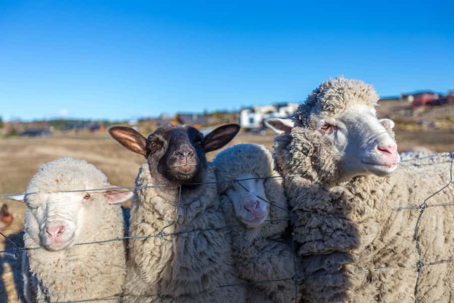 Lake Tekapo High Country Farm Tour (Carbon Positive) - The 4WD ride across Mackenzie country