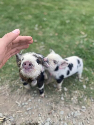 Lake Tekapo High Country Farm Tour (Carbon Positive)