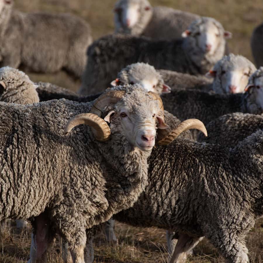 Lake Tekapo High Country Farm Tour (Carbon Positive) - Seeing 12,000 Merino sheep and 700 Angus cattle