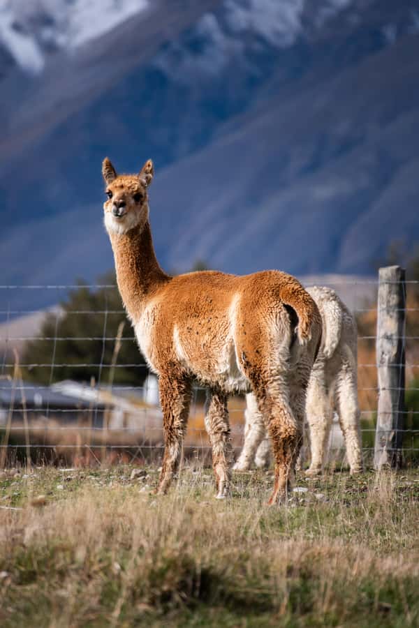 Lake Tekapo High Country Farm Tour (Carbon Positive) - Irishman Creek Hut and the farming story
