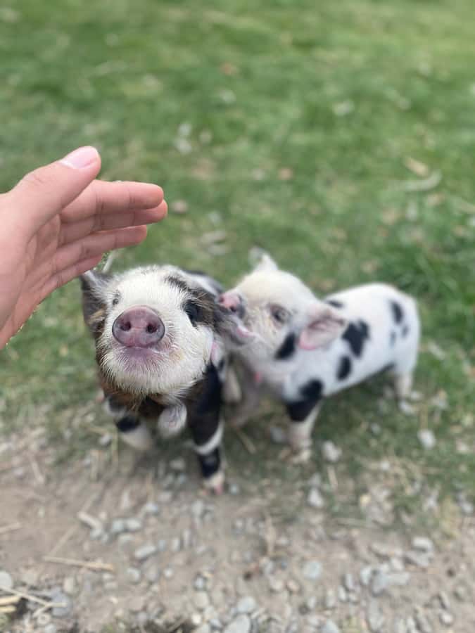 Lake Tekapo High Country Farm Tour (Carbon Positive) - Meeting the farm animals at 48a D’Archiac Drive