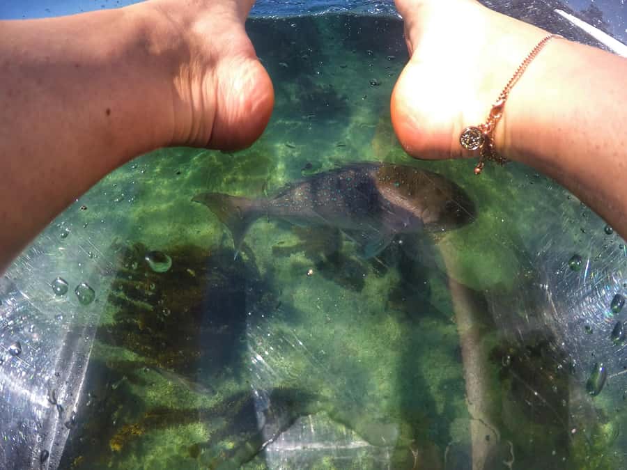 Leigh: Goat Island Clear Kayak Rental - What You May See Beneath the Clearyak
