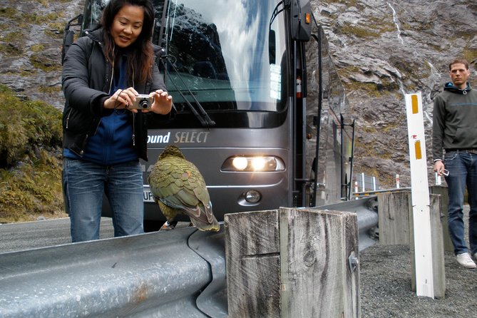 Luxury Milford Sound Coach and Scenic Cruise - Lake Te Anau is the useful morning break