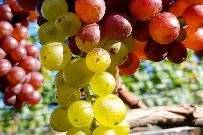 Luxury Private Auckland Wine & Beach Tour with Lunch - Returning to Auckland after six hours