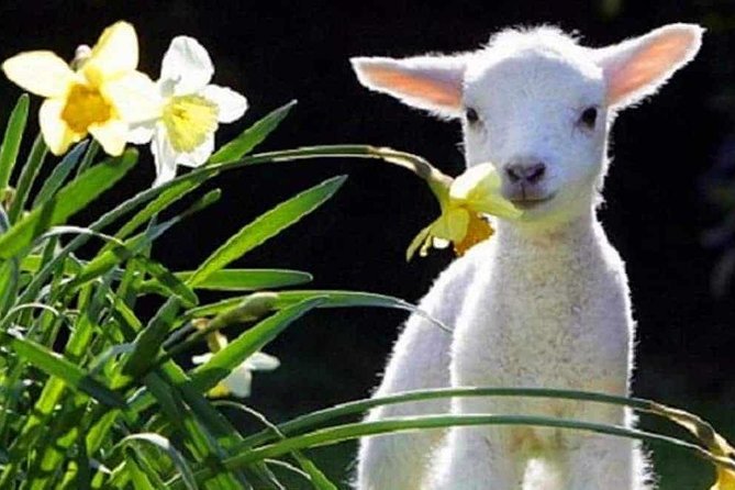 Lyttelton Cruise Excursions: Christchurch Sightseeing with Sheep Farm - Key points at a glance