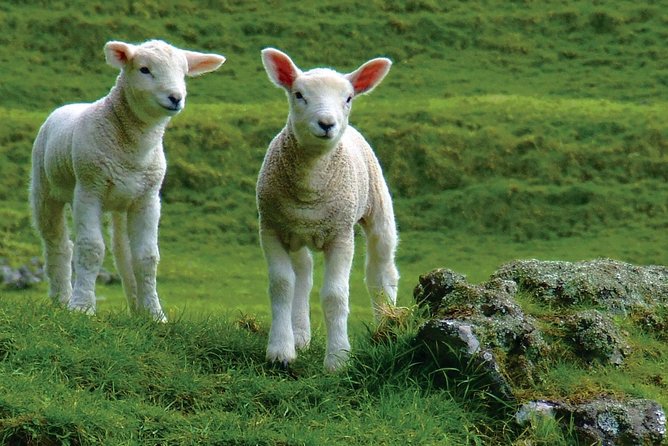 Lyttelton Shore Excursion: Arthur's Pass Day Tour - Toby Hill Farm brings New Zealand farming to life