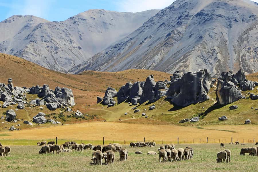 Lyttelton: Shore Excursion, Castle Hill & Inland Canterbury - Is $298 a fair price?
