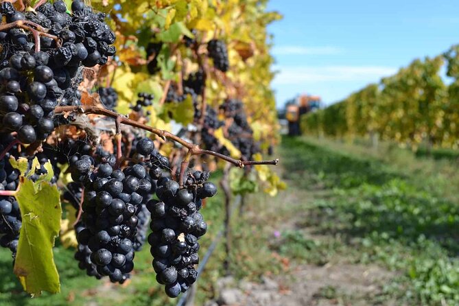 Lyttelton Shore Excursion - City Highlights & Waipara Wine Tour - Is $139.63 a fair price?