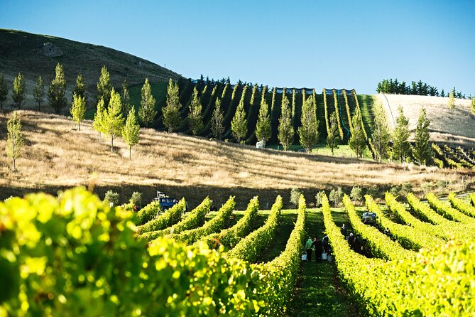 Lyttelton Shore Excursion: Waipara Valley Wine Tour with Lunch - Key things to know before booking