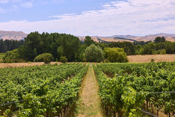Lyttelton Shore Excursion: Waipara Valley Wine Tour with Lunch - Morning tea with local ingredients