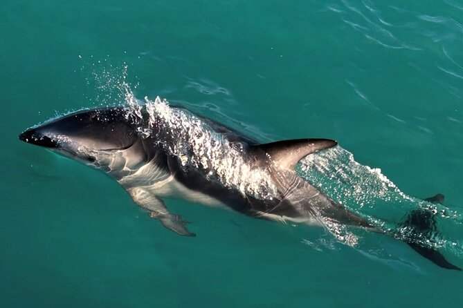 Lyttleton Port Excursion Day Tour 3 options for Cruise travelers - A private day built around your ship