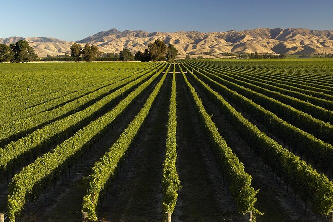 Marlborough Afternoon Wine Tour with Tastings - Three wineries, three different impressions