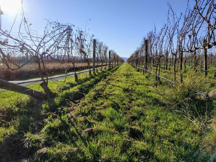 Marlborough: Blenheim Wine Tour; Afternoon of Wine only - Why this afternoon tour works well in Marlborough
