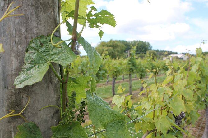 Marlborough Classic Wine Tasting Tour. - Why Marlborough works so well for a half-day wine tour