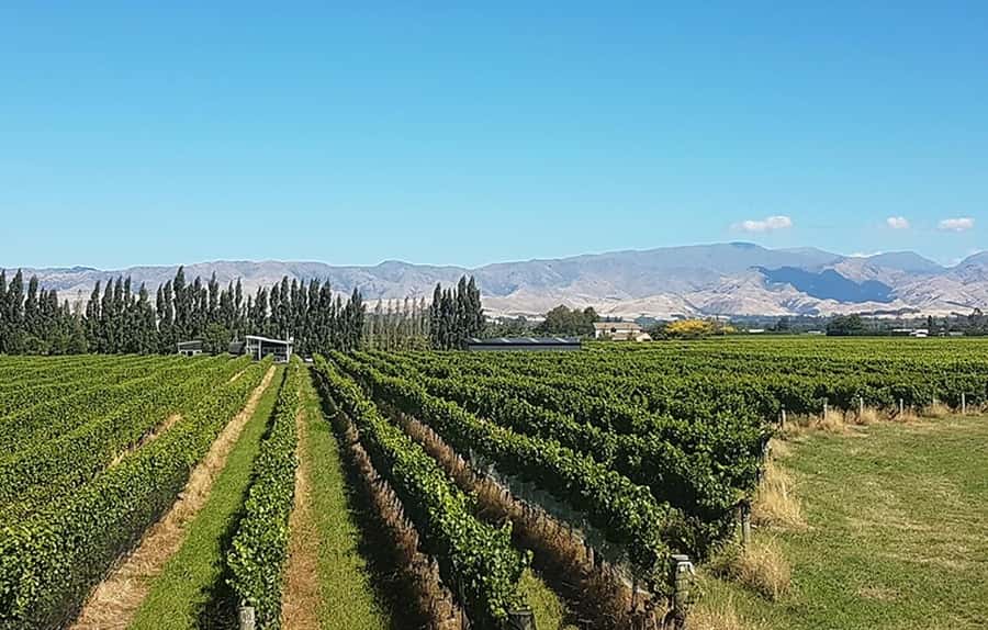 Marlborough: Full-Day Private Driving Wine Tour - Key points at a glance