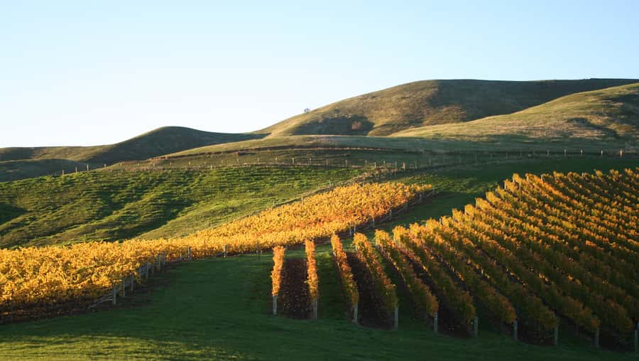Marlborough: Full-Day Wine and Seafood Tour with Cruise - Second winery, more time to compare the region