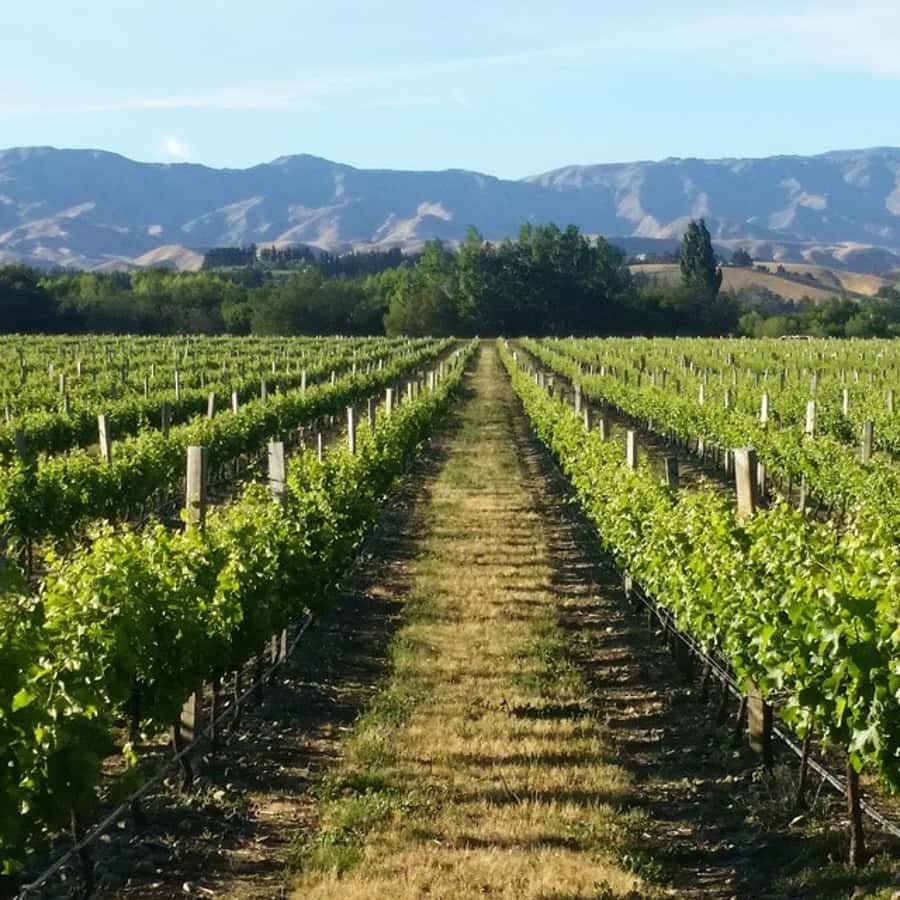 Marlborough Full Day Wine Tour - A guide who gives the valley meaning