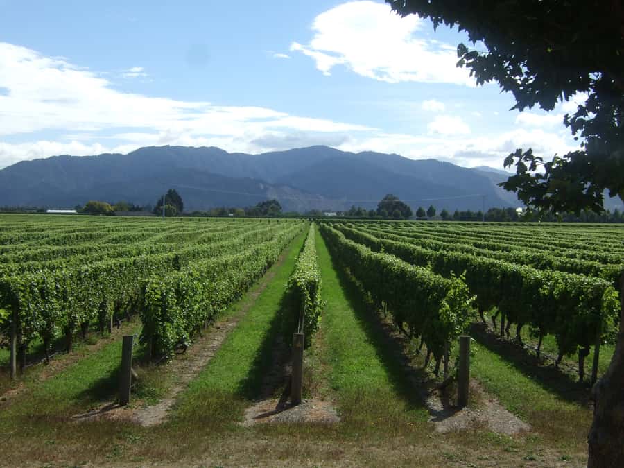 Marlborough Half-Day Wine Tour from Blenheim - Five useful things to know before you book