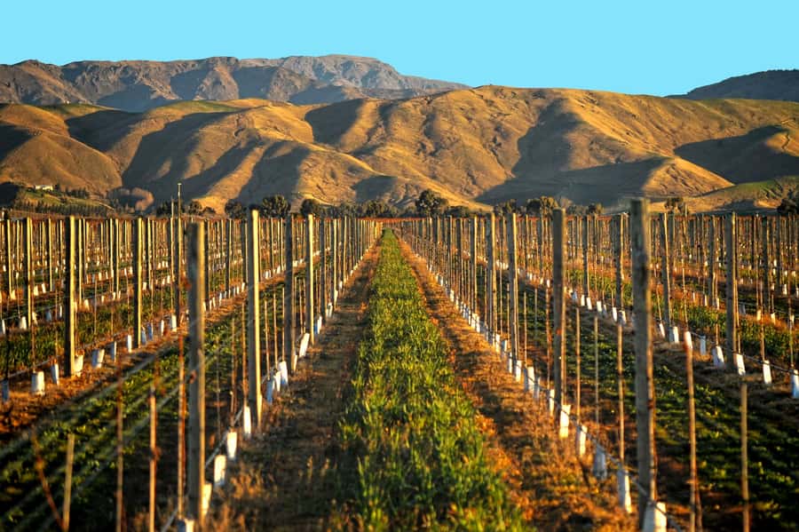 Marlborough Half Day Wine Tour From Picton 1pm - What the guides add to the day