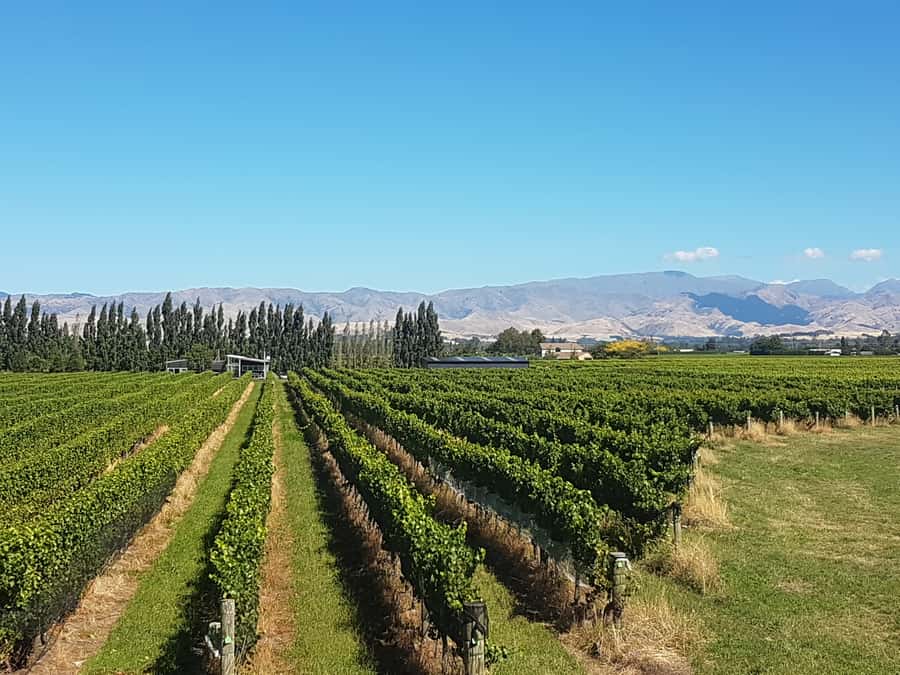 Marlborough: Half Guided and Half Self-Guided Bike Wine Tour - Practical value at $110 per person