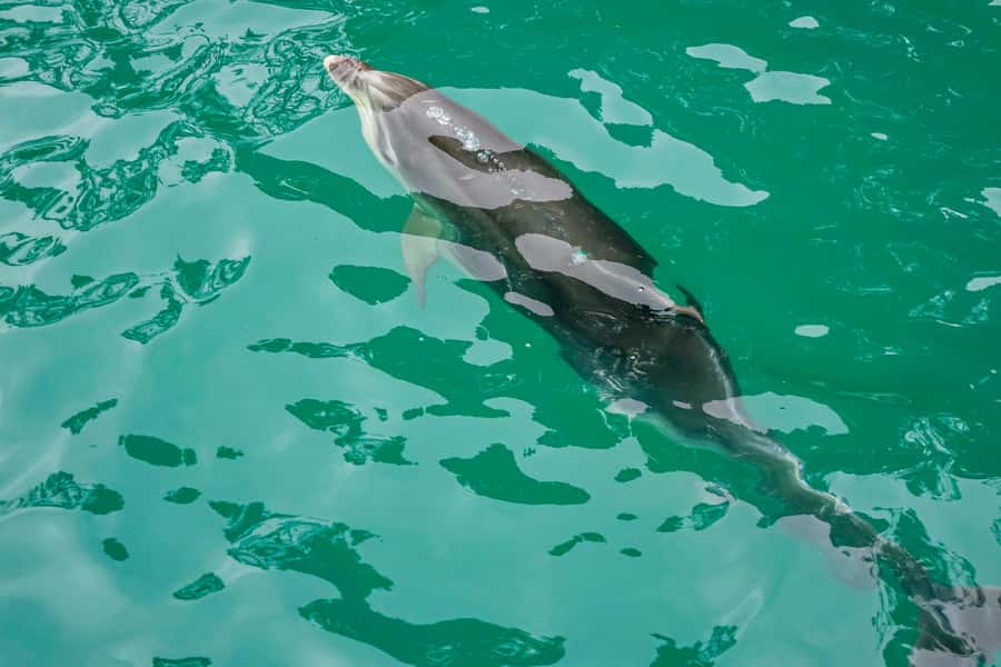 Marlborough Sounds and Ship Cove Cruise from Picton - From Picton to the first coves of Queen Charlotte Sound