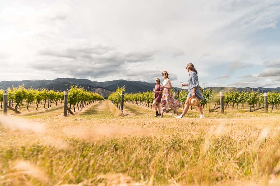 Marlborough: Wineries Visit and Tasting Session - Key points to know before booking