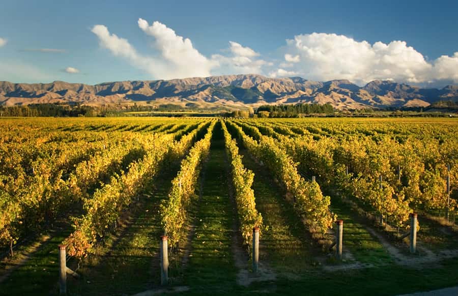 Marlborough: Wineries Visit and Tasting Session - Three winery stops, three different viewpoints