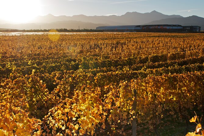Marlborough Winery Tour - A Day of Cuisine & Wine 6hrs - Is the listed price good value?