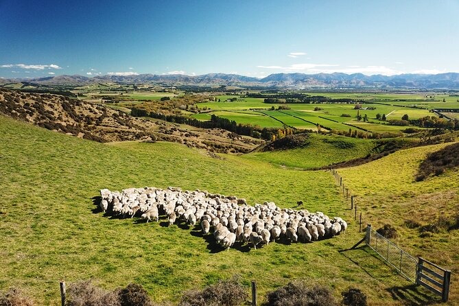 Merino Farm Experience - Key points at a glance
