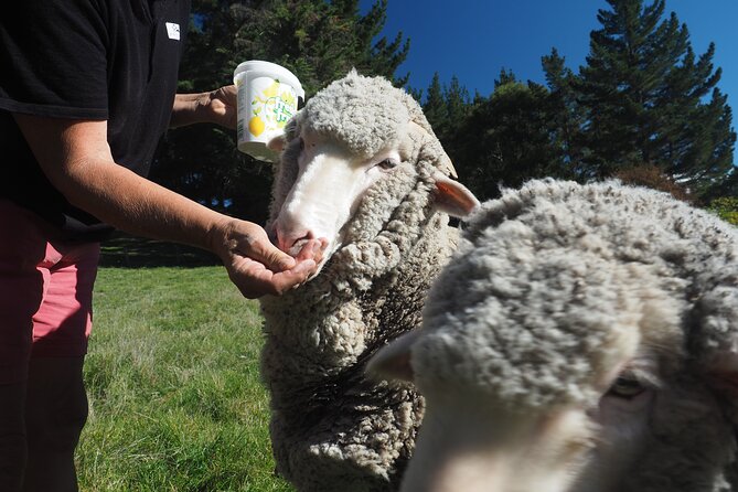 Merino Farm Experience - Hilltop views of the Southern Alps and rivers