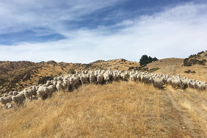 Merino Farm Experience - Feeding the pet sheep