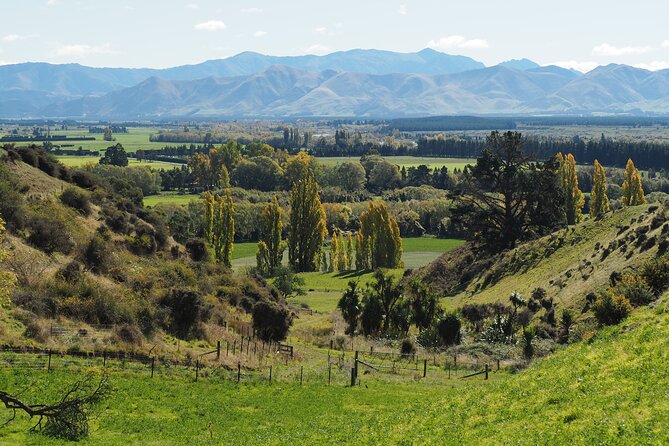 Merino Farm Experience - Starting with sheep and cattle in the fields
