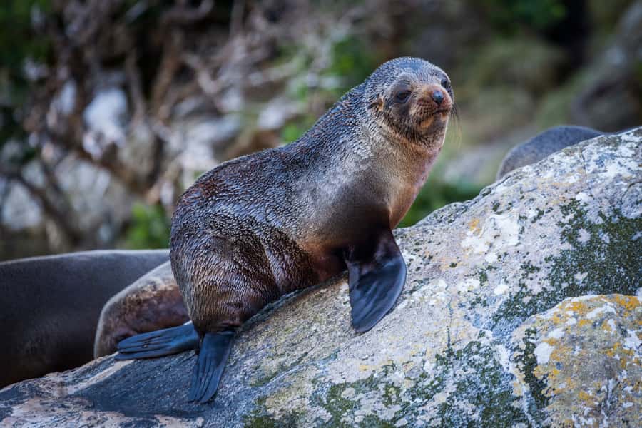Milford Sound: 2-Hour Small Boat Scenic Cruise - Lady Bowen Falls and Milford’s extra waterfalls