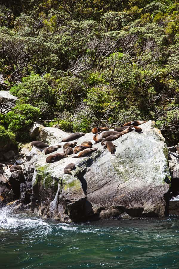 Milford Sound: 2-Hour Small Boat Scenic Cruise - Lion Mountain, Copper Point, and the fiord walls