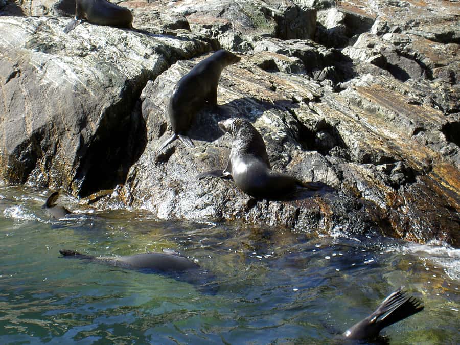 Milford Sound: Boutique Small-Boat Cruise - Commentary, Crew, and the Practical Comforts