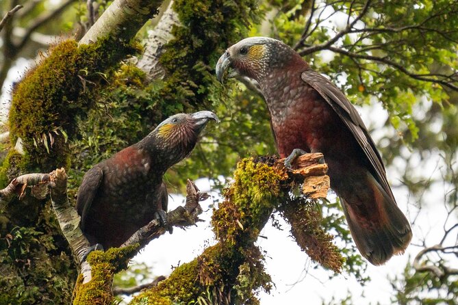 Milford Sound Cruise - RealNZ - Wildlife sightings are possible, not promised